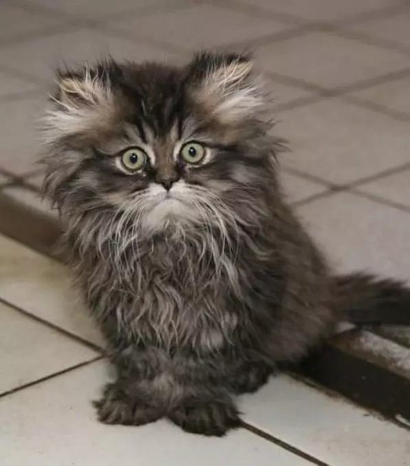 Funny Cat Face