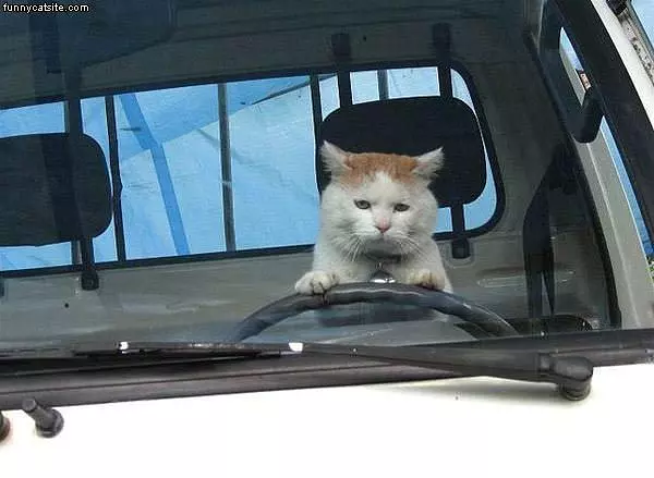 Driving Cat