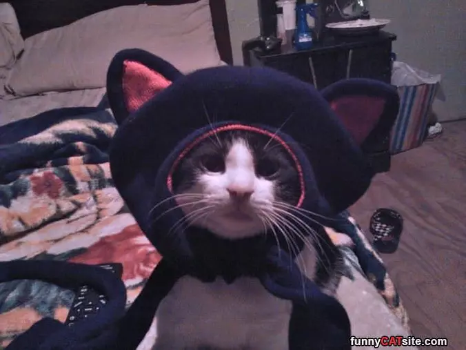 I Have A Nice Hat