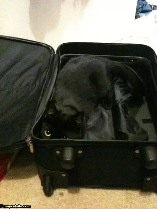 Hiding In The Suitcase Cat