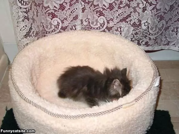 Face Down Sleeping