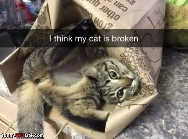 I Think My Cat Is Broken