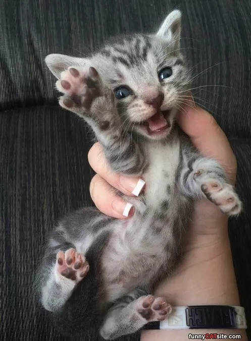 I Has A Smoke