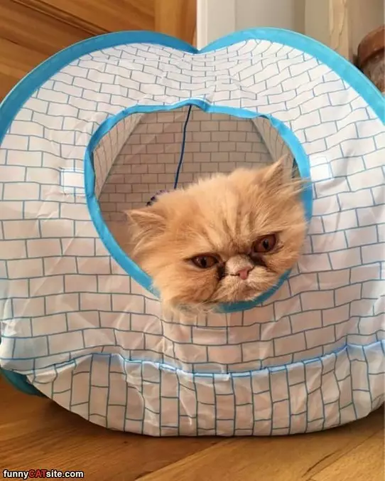 I Has My Cat House