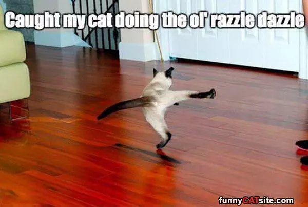 Razzle Dazzle