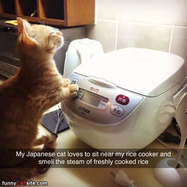 Rice Cooker