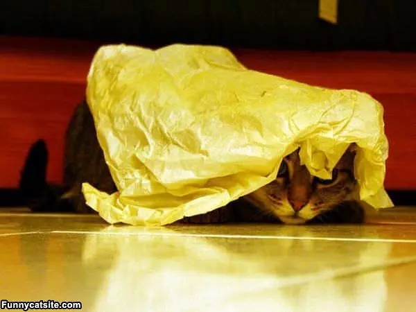 Nobody Can See Me