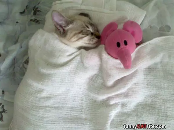All Very Tucked In