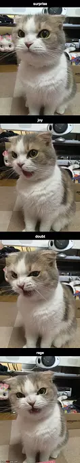 This Cats Many Faces