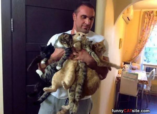 Alll The Cats