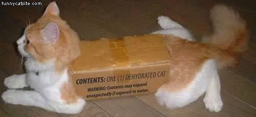 Cat In A Box
