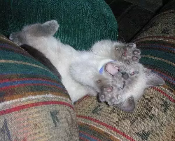 Huge Kitten Yawn