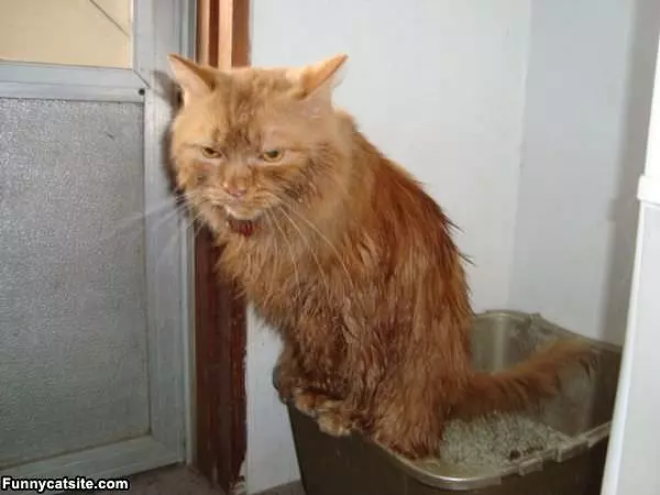 Scruffy