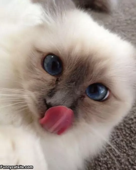 Licky Lick