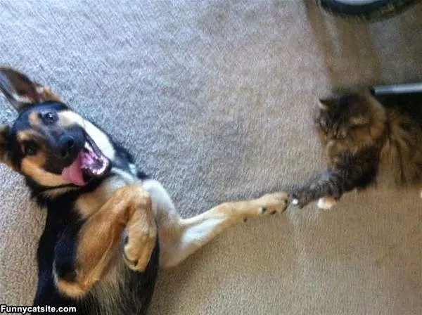 Fist Bump With The Dog