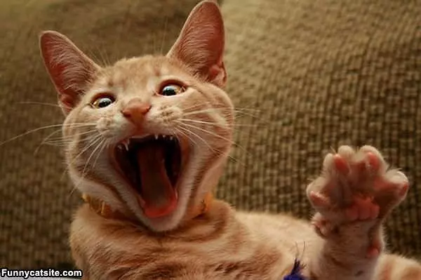 Whaaa You Say