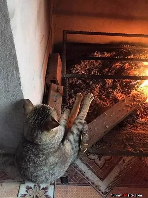 Keeping My Paws Warm