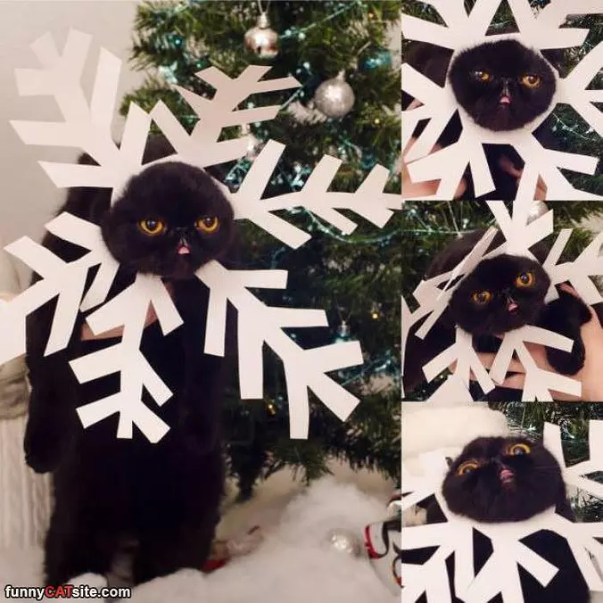 I Am A Snowflake