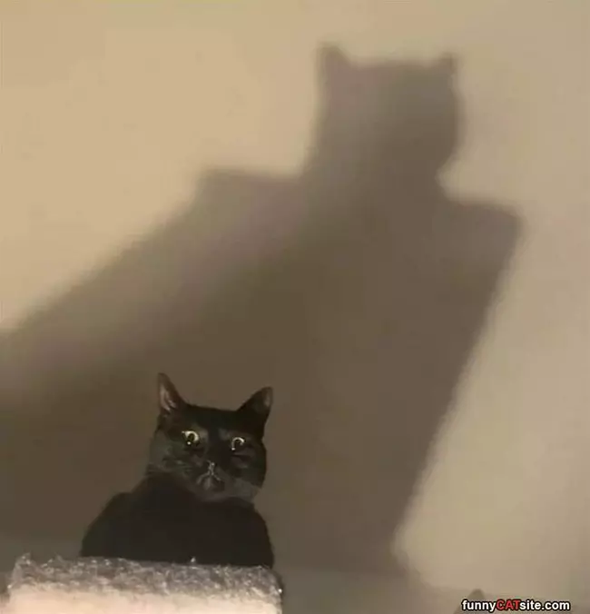 I Am Batman
