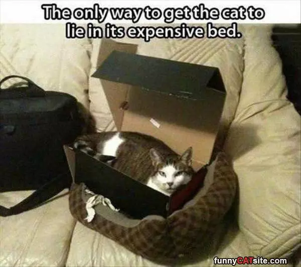 New Expensive Bed