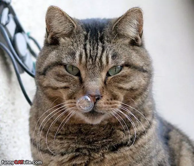 Not Impressed At All