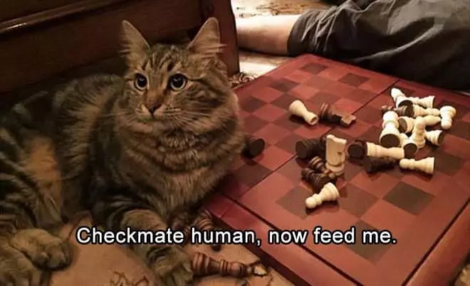 Checkmate Human