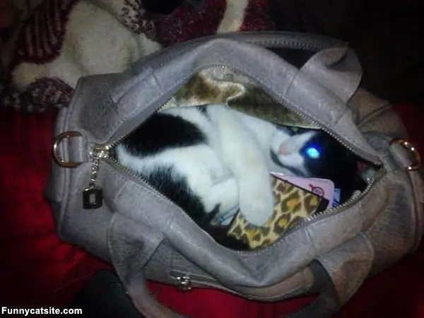 One Bag Of Cat
