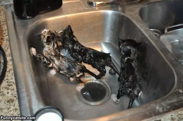 Its A Kitten Bath