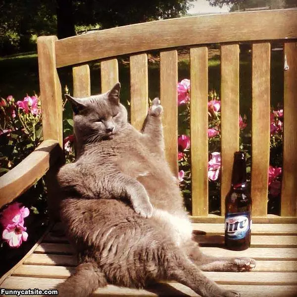 Having A Nice Day