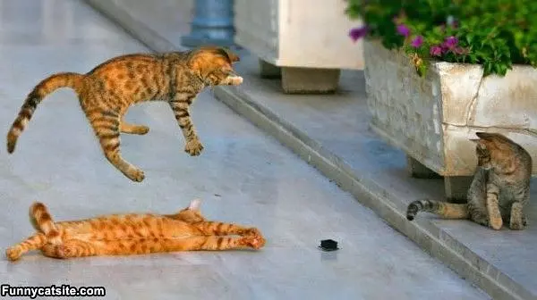 Ninja Cat Jump