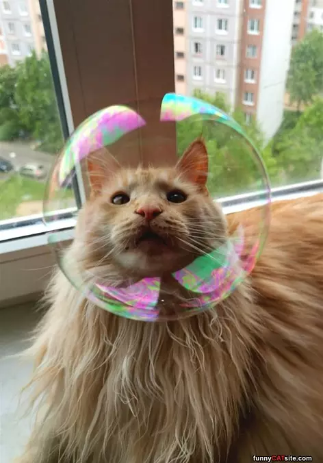 The Bubble Cat