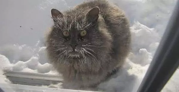 Let Me In