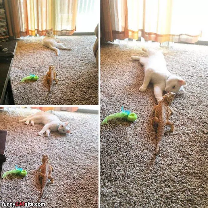 Play Time