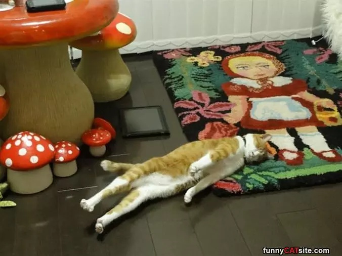 Asleep And Stretching