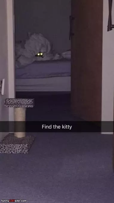 Find The Kitty