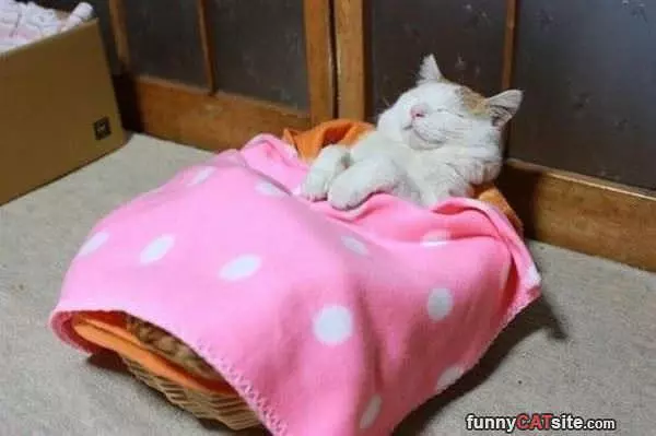 All Tucked In For My Nap