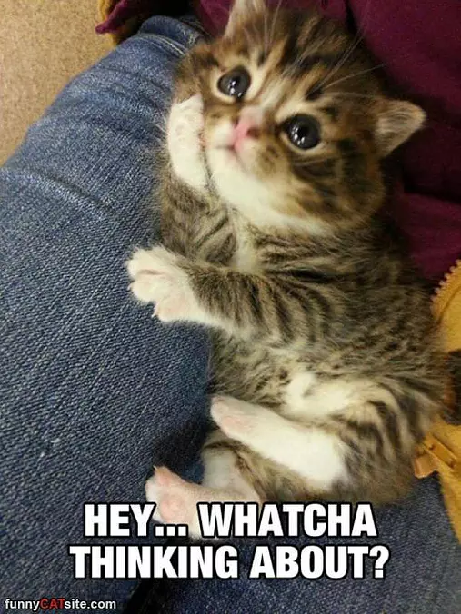 Whatcha Thinking About