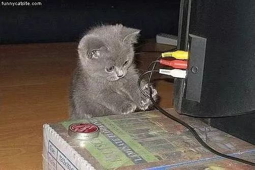 Kitten Likes Wires