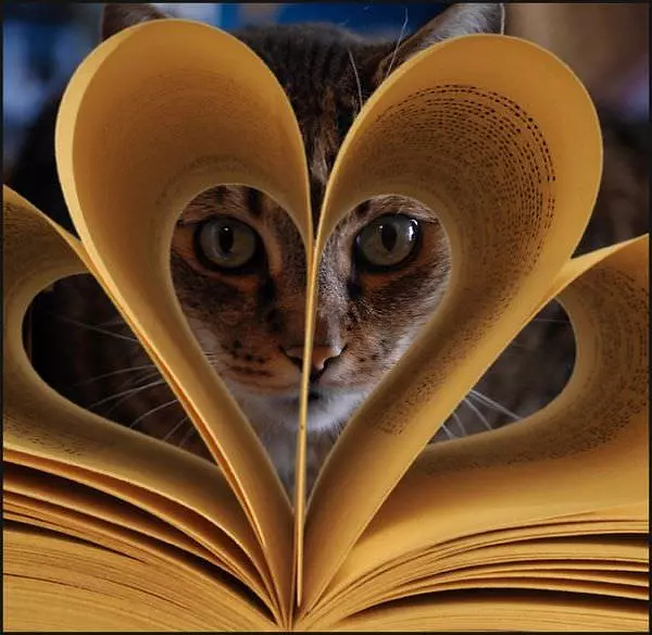 Cat Sees You