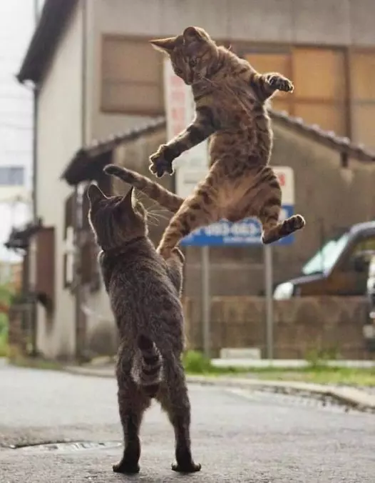 The Ninja Fight