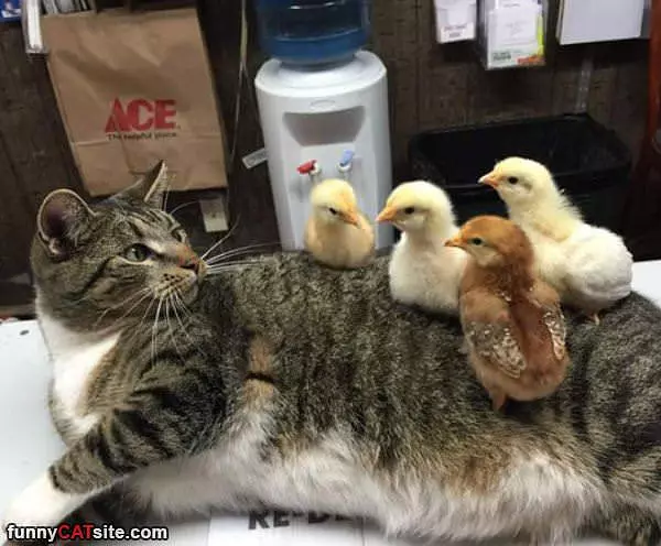 Chicks Man