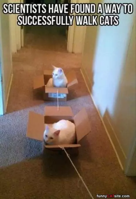 How To Walk Cats