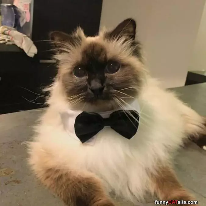 Classy Tie