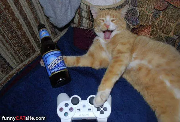 Gaming Cat