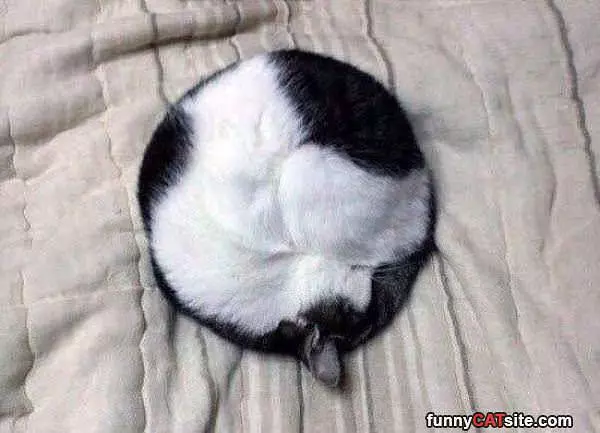Ll Curled Up