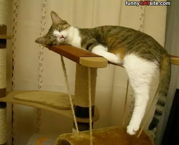 I Sleep However I Want