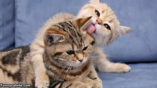 Let Me Clean That