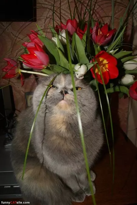 I Am Flowers