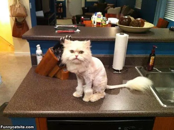 Leo Likes His New Haircut