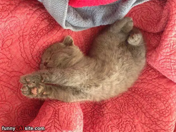 Soooo Sleepy Sooo Dreamy